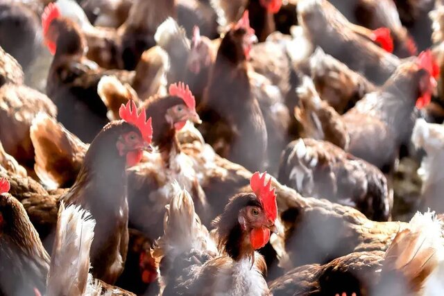 تولید انرژی پاک از پر مرغ!